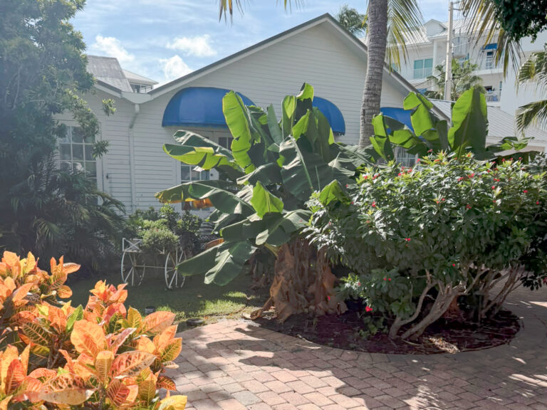 Tropical Garden